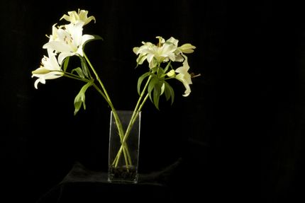 Lilies Photo