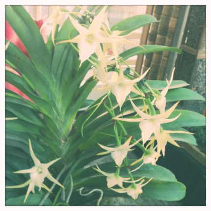 Inspiring Moment: Spiky White Orchids