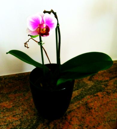 Inspiring Moment: Valiant Orchid