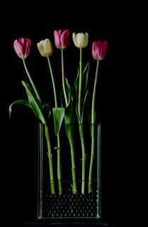 Inspiring Moment: Pink and White Tulips