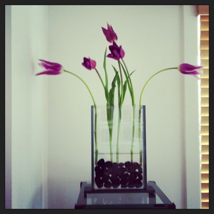 Inspiring Moment: Purple Orchids