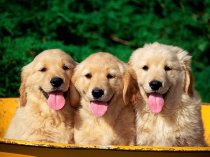 Three golden retriever puppies five more minutes with