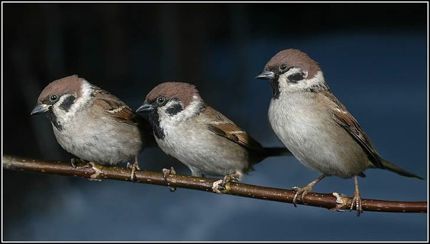 Three sparrows five more minutes with