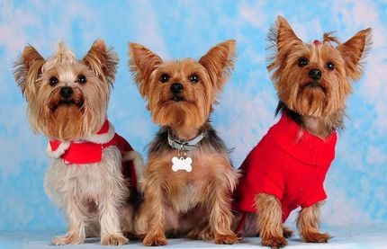 Three yorkies five more minutes with