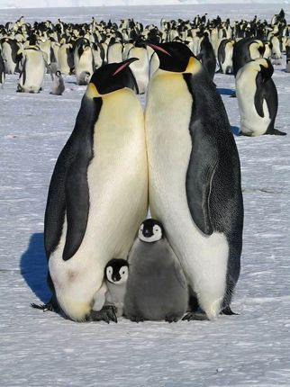 Penguin family five more minutes with website link